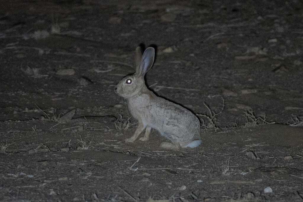 West Sahara Hare