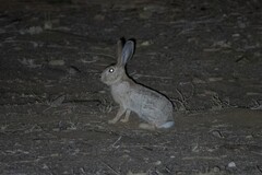 West Sahara Hare photo 1