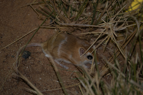 Tarabul's Gerbil