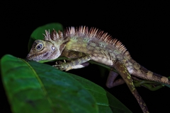 Borneo Forest Dragon photo 4