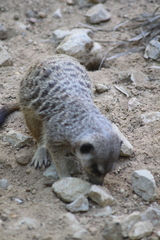 Suricata suricatta