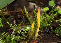 Clavulinopsis amoena