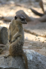 Suricata suricatta