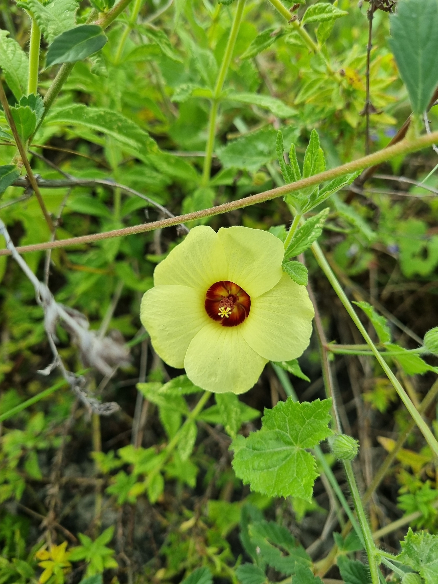 Pavonia cancellata