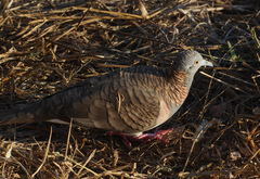 Geopelia humeralis