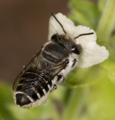 Megachile pusilla