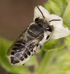 Megachile pusilla