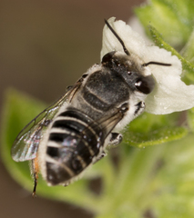 Megachile pusilla