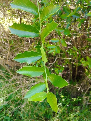 Image of Maytenus ilicifolia by no rights reserved