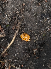 Harmonia axyridis
