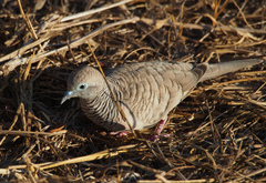 Geopelia placida