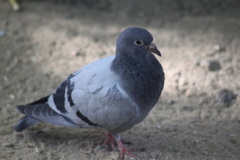 Columba livia