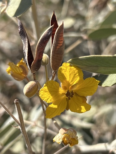 Coues' senna