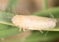 Deltocephalini