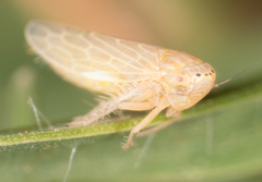 Deltocephalini