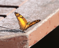 Vagrans sinha