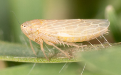 Deltocephalini