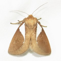 Prolimacodes trigona