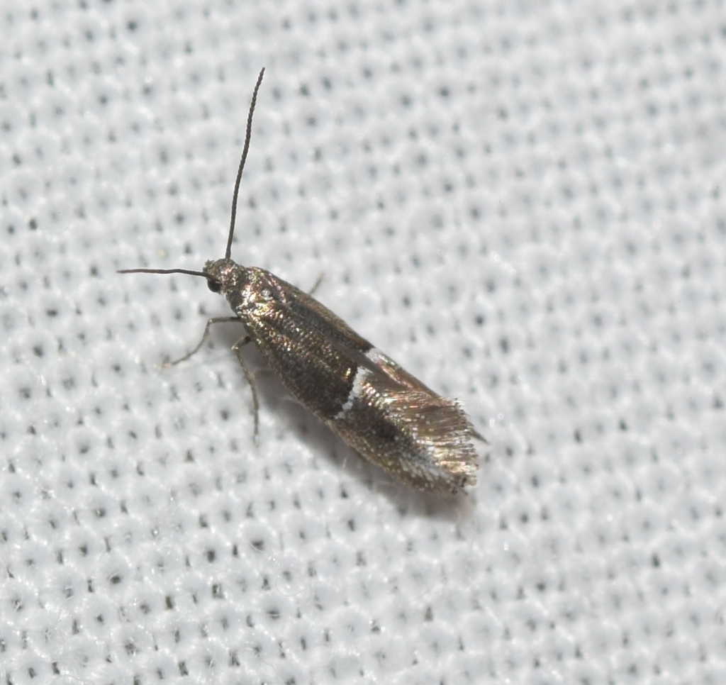 Klimeschia thymetellum