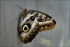 Caligo idomeneus