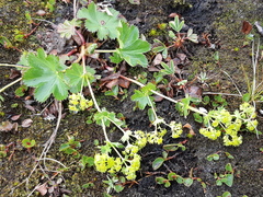 Alchemilla glomerulans