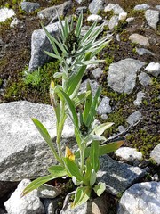 Omalotheca norvegica