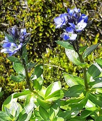 Veronica alpina