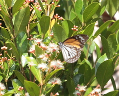 Danaus melanippus hegesippus