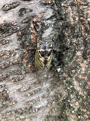 Cryptotympana facialis