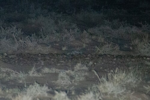 Libyan Striped Weasel