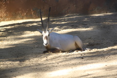 Oryx leucoryx