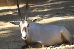 Oryx leucoryx