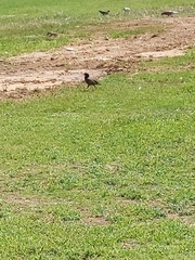 Acridotheres tristis