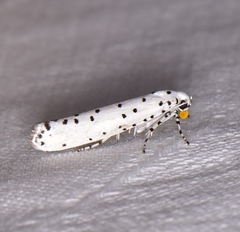 Yponomeuta myriosema