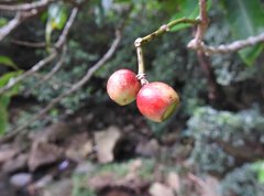 Syzygium nervosum
