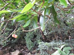 Syzygium nervosum