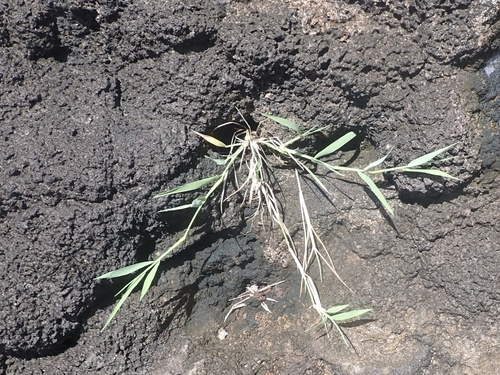 Image of Stalky Grass (Lepturus repens) by (c) Shelomi Doyle, some rights reserved (CC BY)