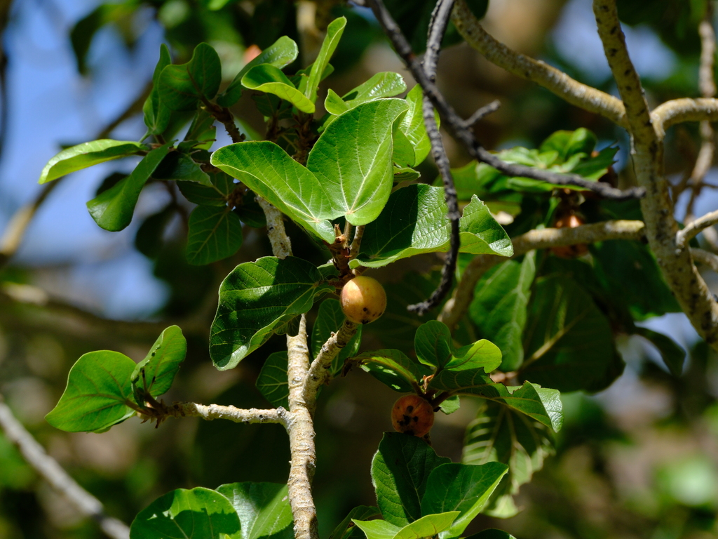 Ultimatum Tree sycamore fig from Hardap Region, Namibia on March 9, 2025 at 11:21 AM ...