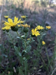Grindelia hallii