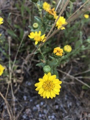 Grindelia hallii