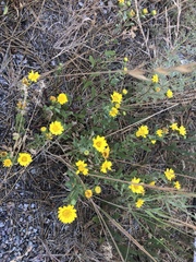 Grindelia hallii