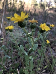 Grindelia hallii