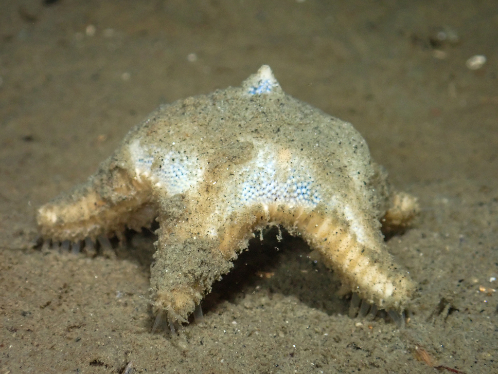 Common mud star