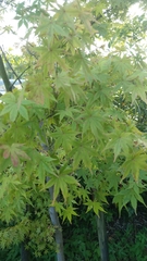 Acer palmatum