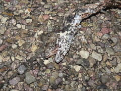 Masticophis flagellum piceus