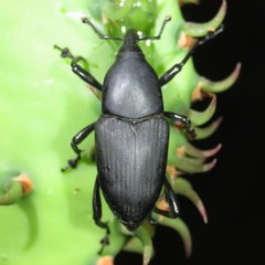Cactophagus spinolae validus