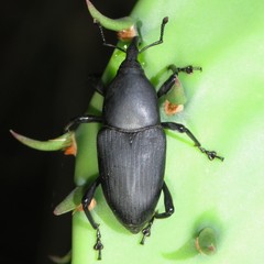 Cactophagus spinolae validus