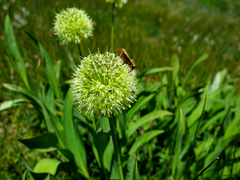 Allium victorialis