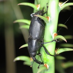 Cactophagus spinolae validus