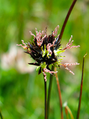 Juncus jacquinii